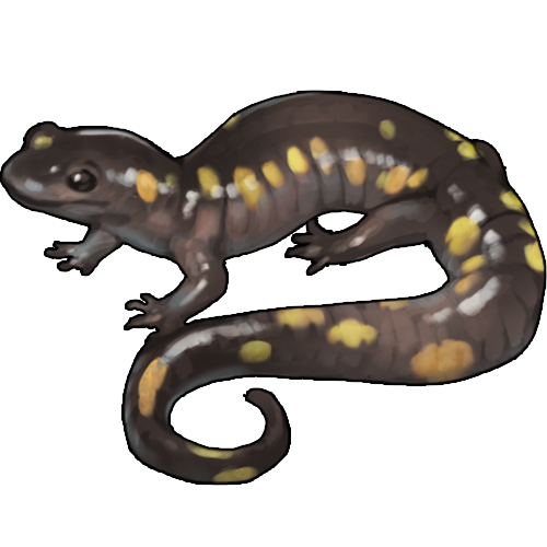 <a href="https://www.nemeionarpg.com/world/items?name=Salamander - Spotted" class="display-item">Salamander - Spotted</a>